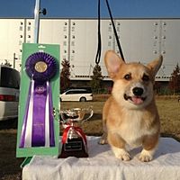 Show profile photo