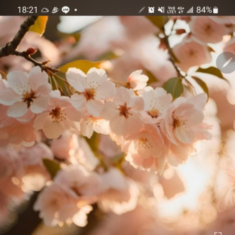 張**