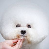 Show profile photo
