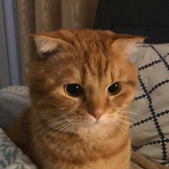An Image