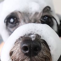 Show profile photo