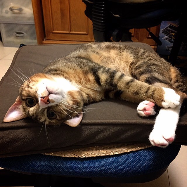 Sharon Wang的頭像