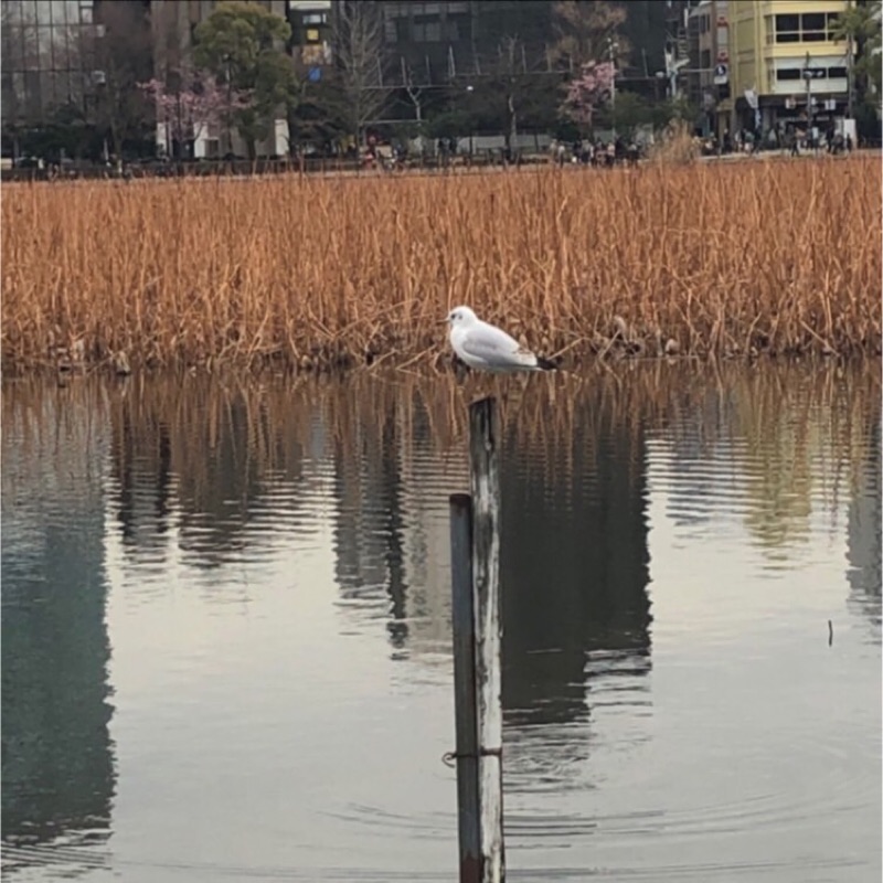 やちけんの写真