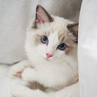 Show profile photo