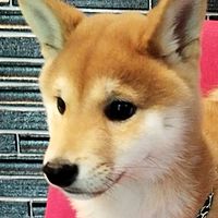 Show profile photo