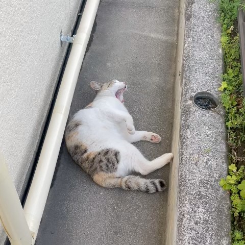 垢抜けコスメ