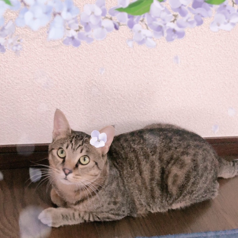 みー