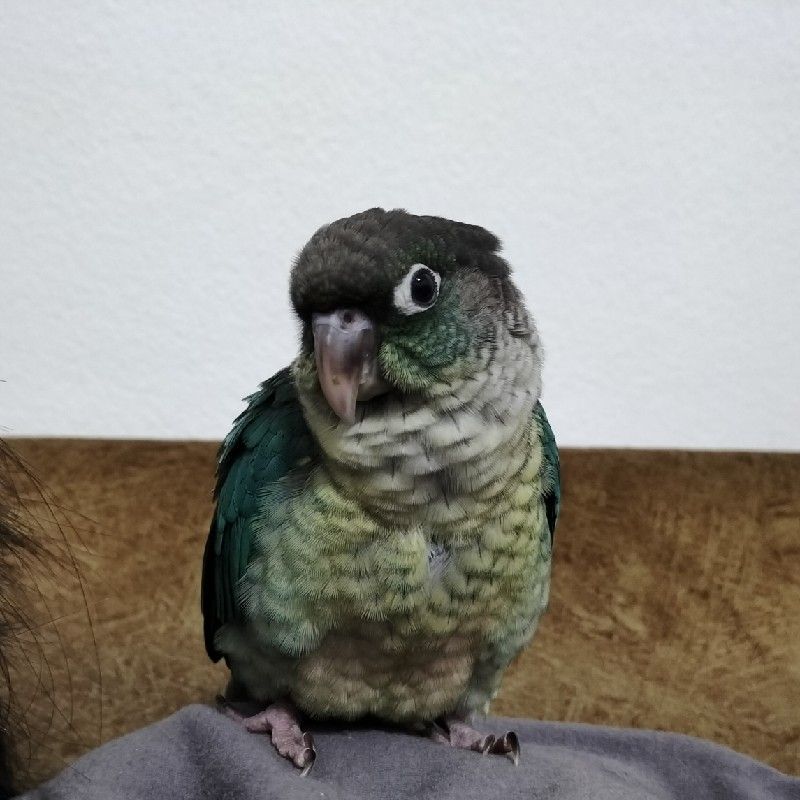 นาว