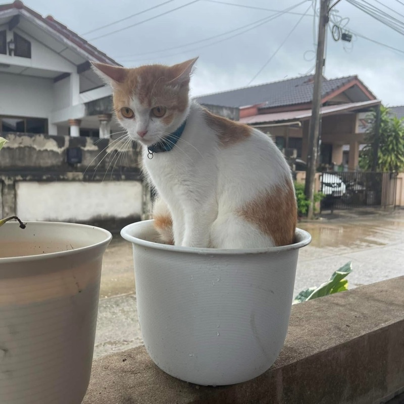 นุ่น