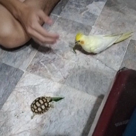 ชม