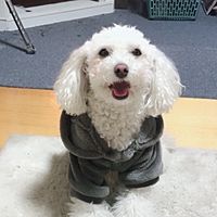 Show profile photo