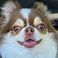 Show profile photo