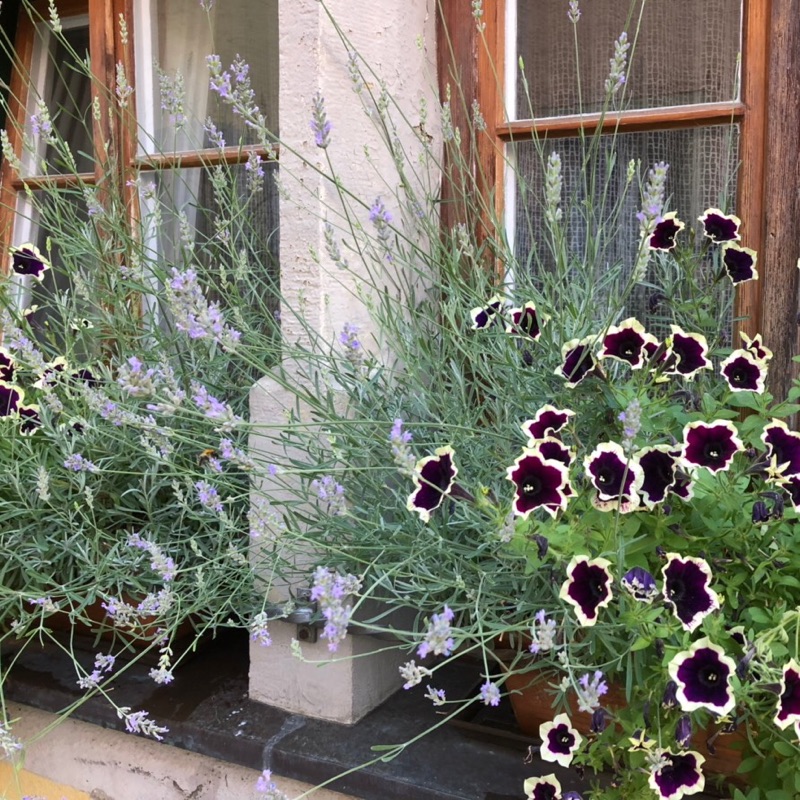 Lai,Shuo-ling的頭像