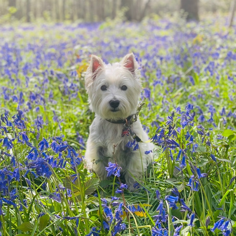 Cooper 
