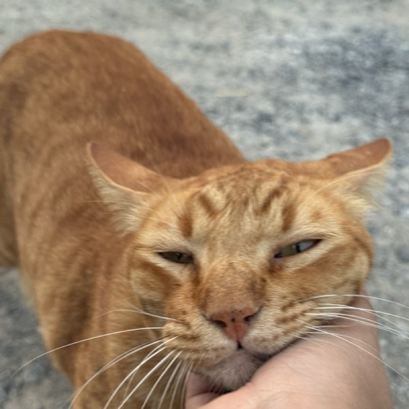 อาย