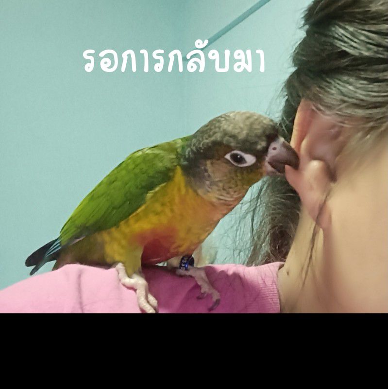 ชวัลนา  ขุนทอง