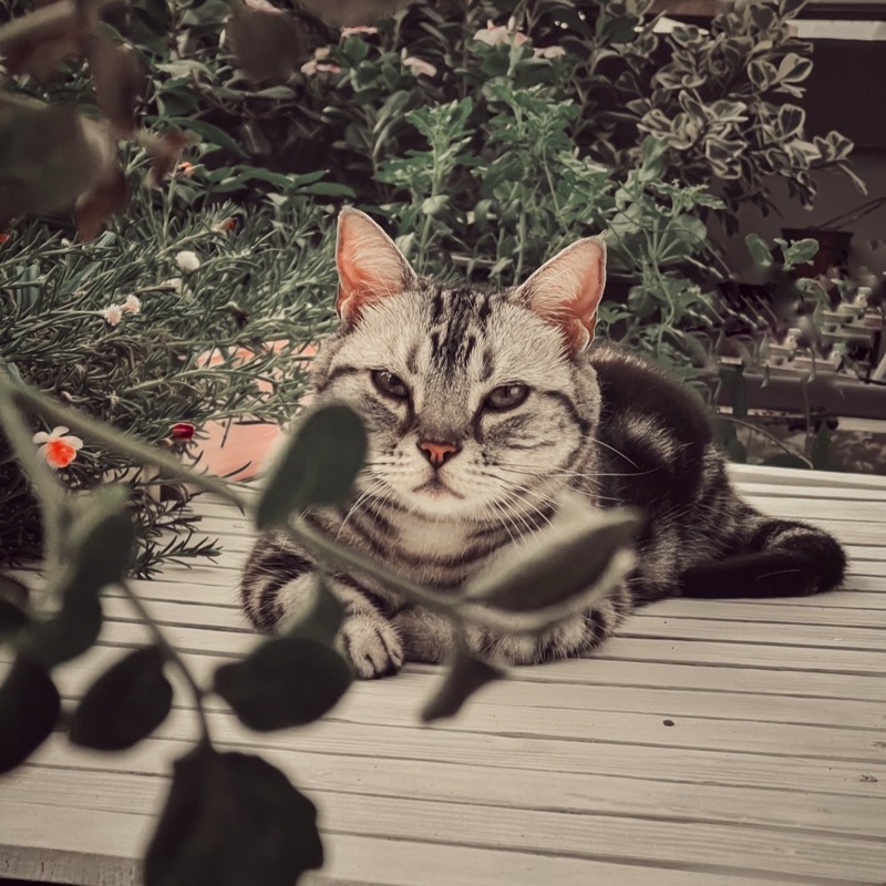 Akiko🐈