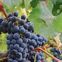 Show profile photo