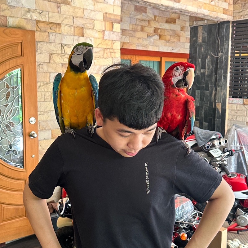 เฟรช