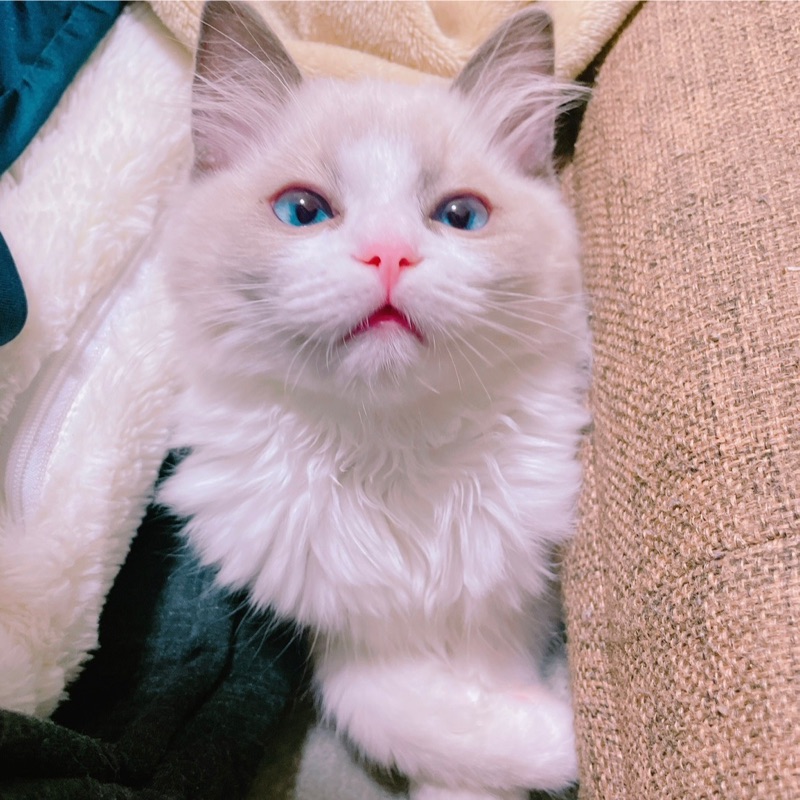 かほち