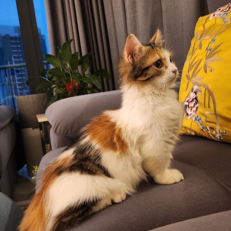 sammeow