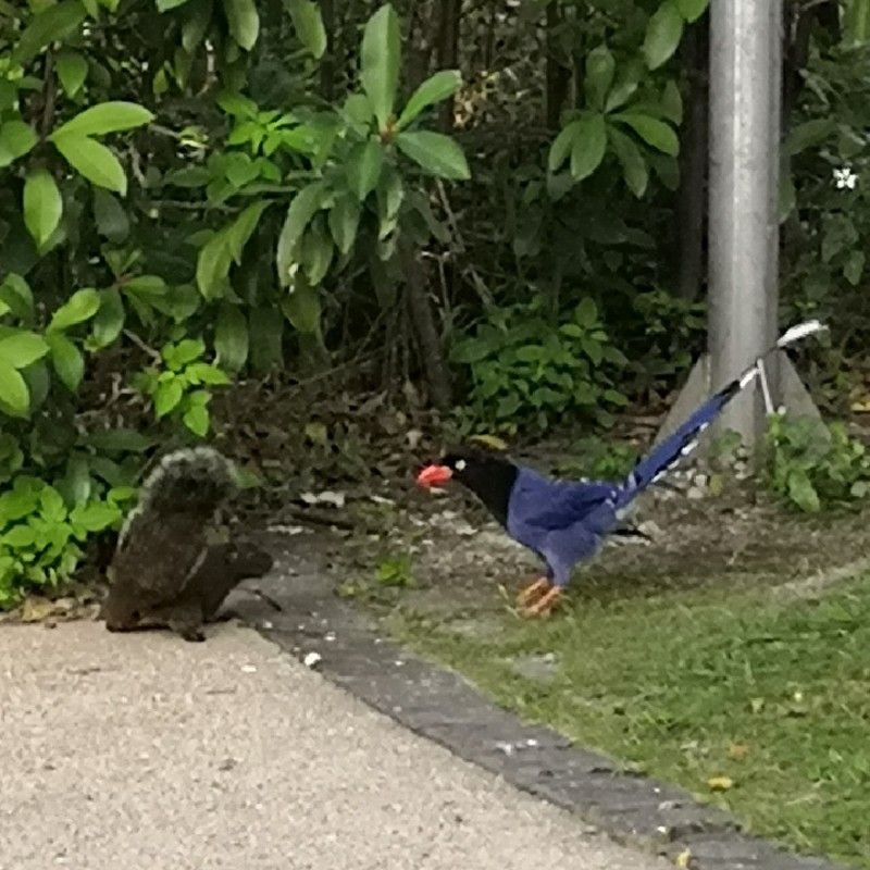 Morris Hsiou(yufeng)