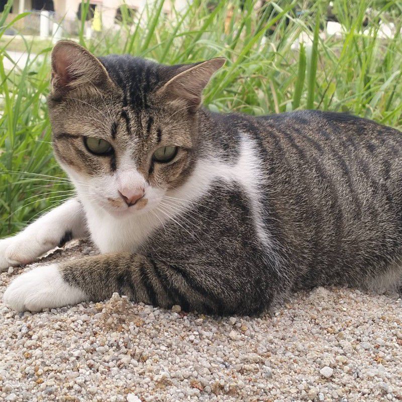 มัดหมี่