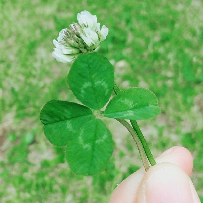 WAKANA