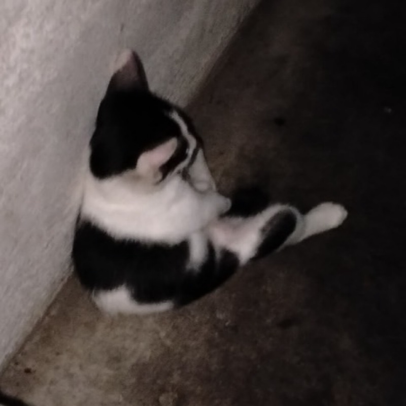 ณดานันท์