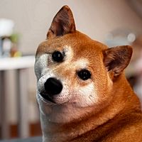 Show profile photo