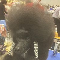 Show profile photo
