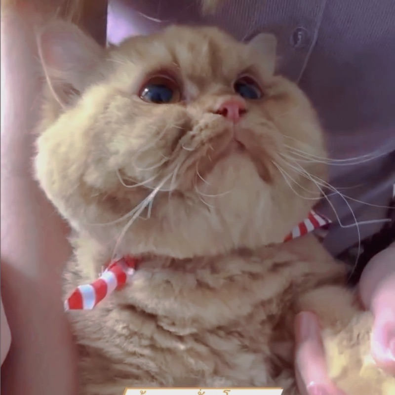 ลัคกี้