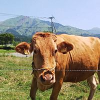 Show profile photo