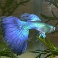 Show profile photo