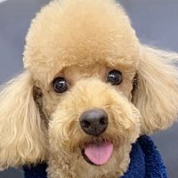 Show profile photo