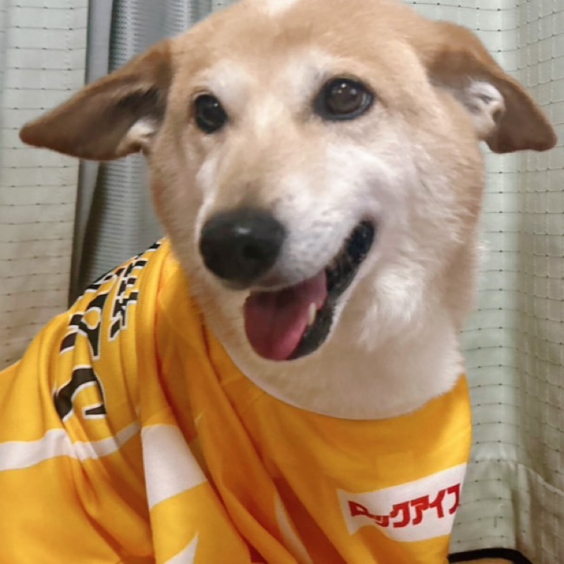 よっしい