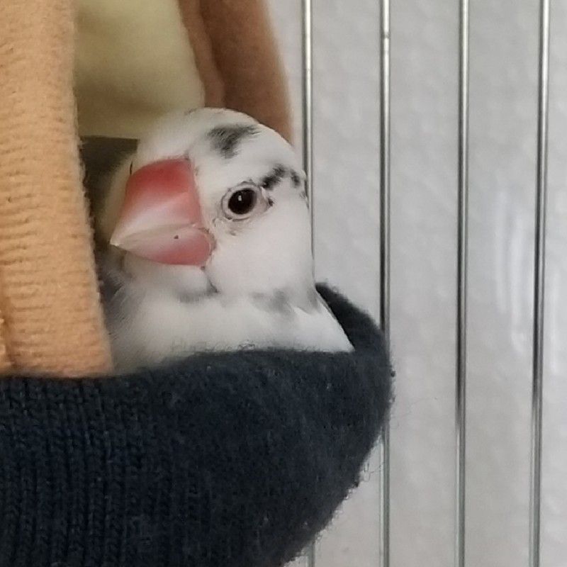 八重桜ちゃんのアイコン