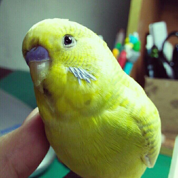 庭瑋