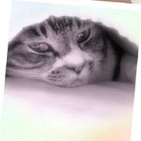 Show profile photo