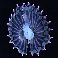 Show profile photo