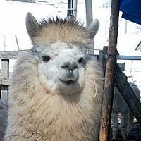 Show profile photo
