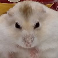 Show profile photo