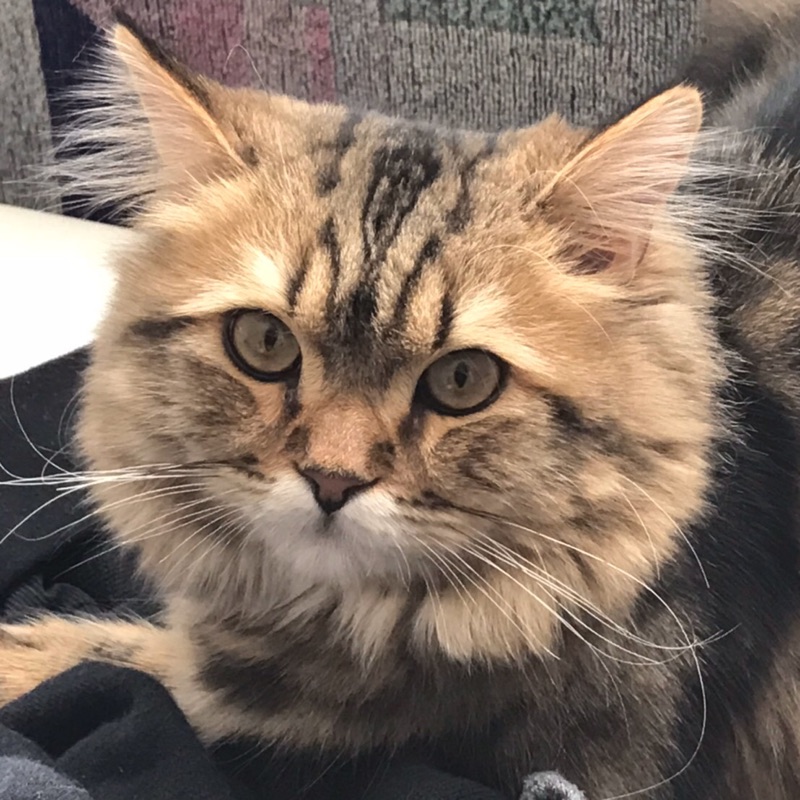 さおり