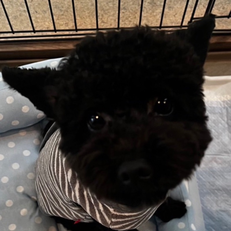 ラブルパイル 合同会社