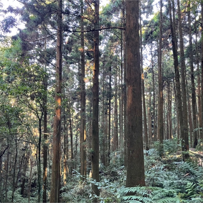 邱奕翔（Hannah）雨淘的頭像