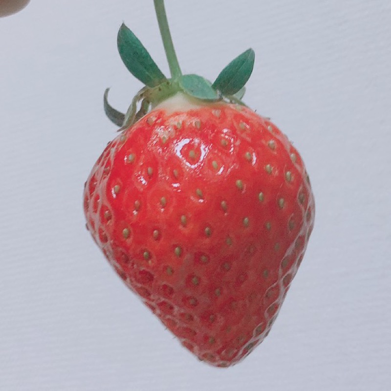 骨ストパキパキ