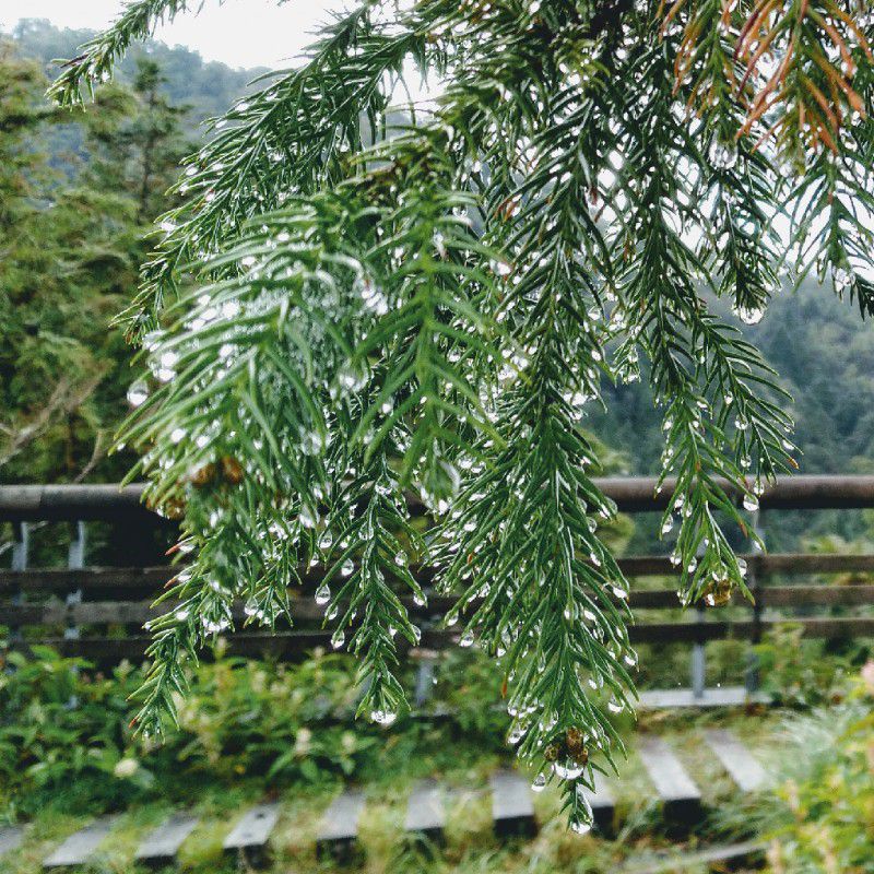 愛華