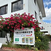 Show profile photo