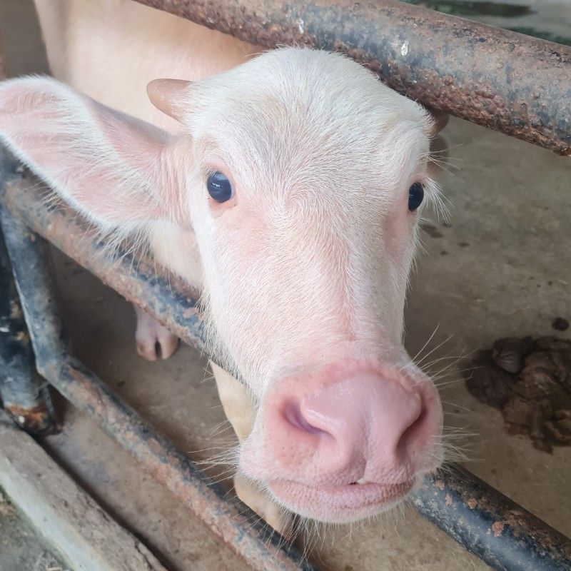 หมูน้อย