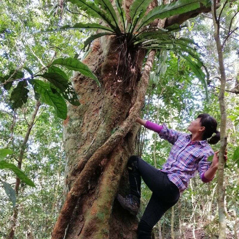 蔡妙娟／小蜜蜂的頭像